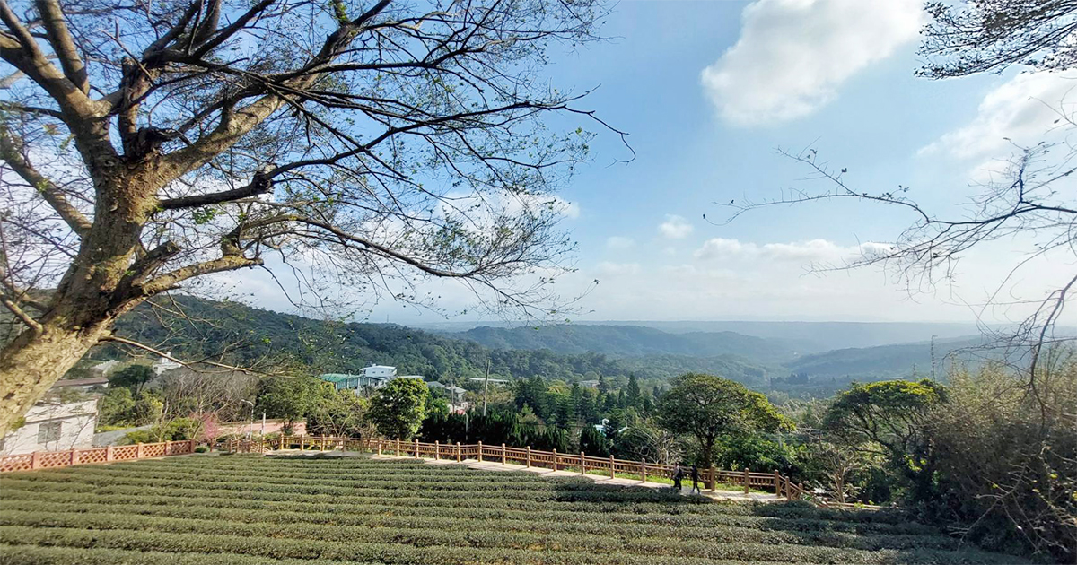 【大北坑農村一日遊】走茶園步道遊經典客庄，品嚐客家經典美食和在地自烘茶