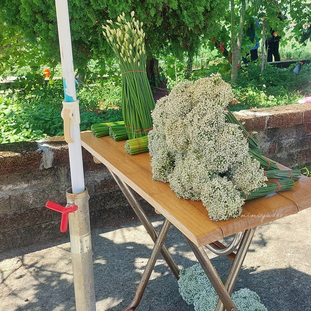 【2025大溪韭菜花節】最浪漫的九月雪花海盛放，景點、交通、周邊吃喝玩樂全收錄