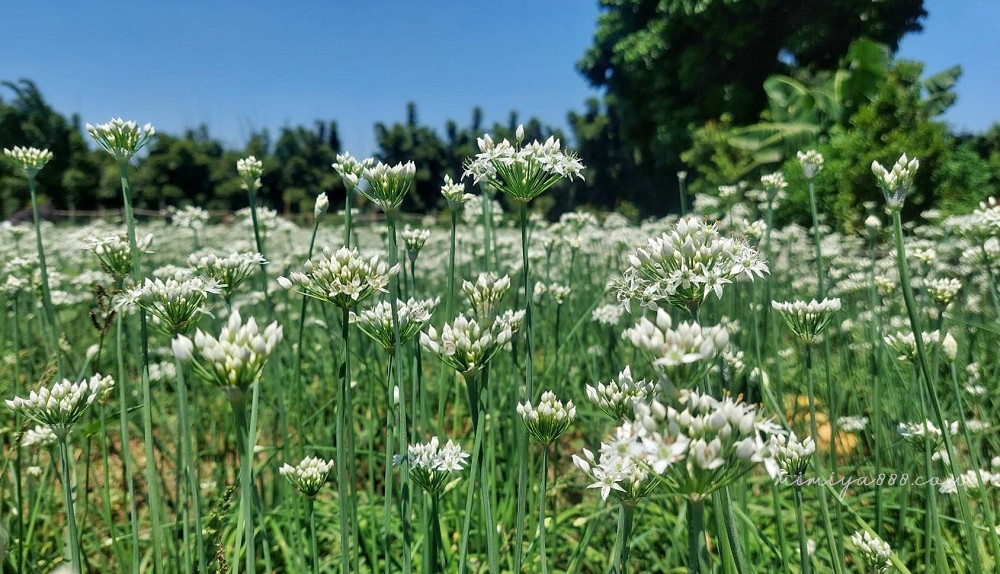 【2025大溪韭菜花節】最浪漫的九月雪花海盛放，景點、交通、周邊吃喝玩樂全收錄