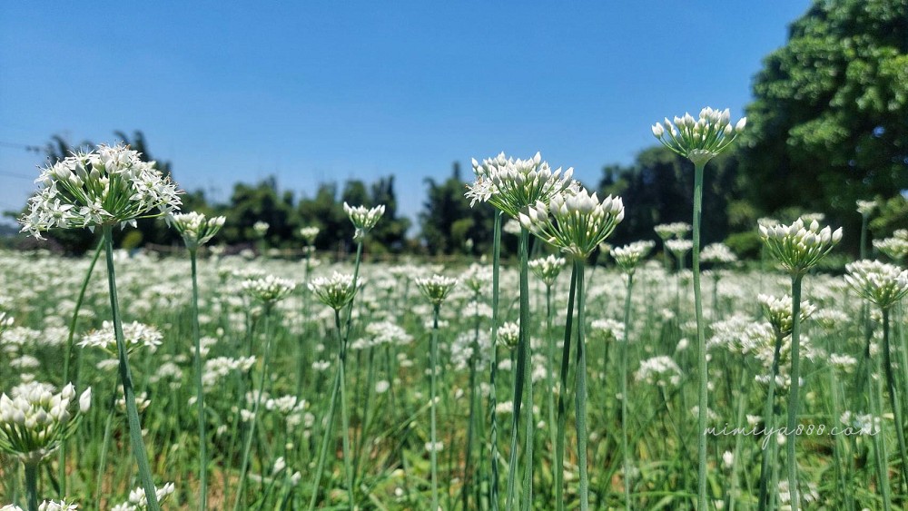 【2025大溪韭菜花節】最浪漫的九月雪花海盛放，景點、交通、周邊吃喝玩樂全收錄