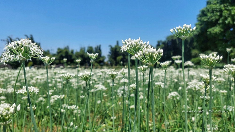 【2025大溪韭菜花節】最浪漫的九月雪花海盛放，景點、交通、周邊吃喝玩樂全收錄