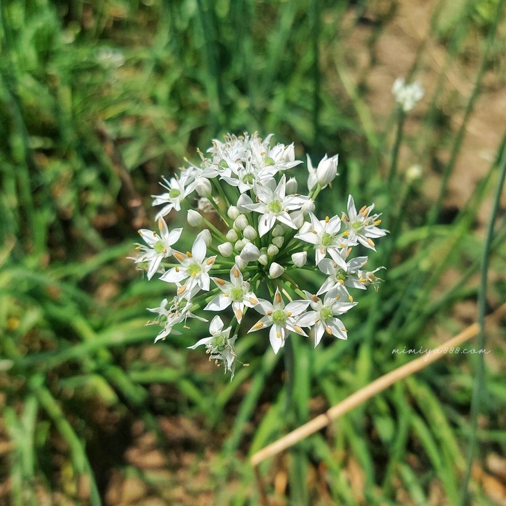 【2025大溪韭菜花節】最浪漫的九月雪花海盛放，景點、交通、周邊吃喝玩樂全收錄