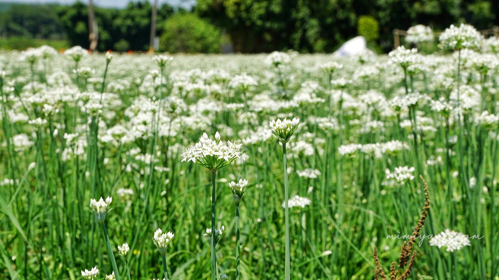 【2025大溪韭菜花節】最浪漫的九月雪花海盛放，景點、交通、周邊吃喝玩樂全收錄