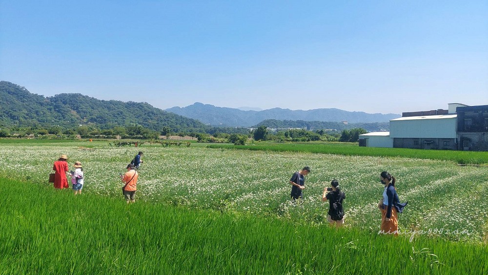 【2025大溪韭菜花節】最浪漫的九月雪花海盛放，景點、交通、周邊吃喝玩樂全收錄