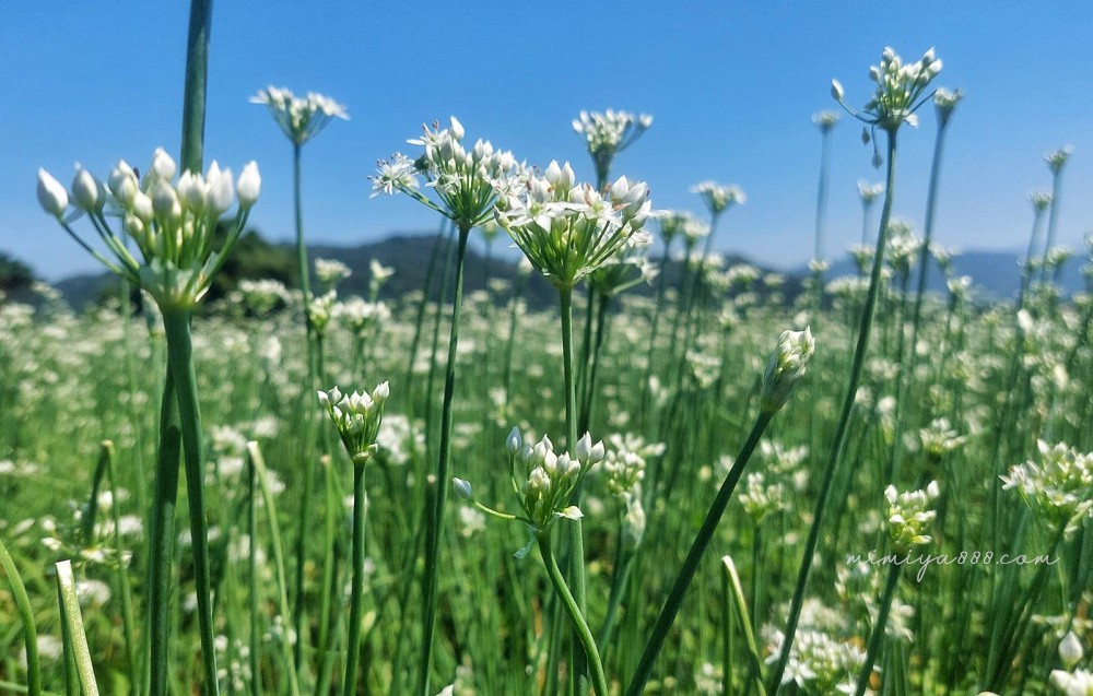 【2025大溪韭菜花節】最浪漫的九月雪花海盛放，景點、交通、周邊吃喝玩樂全收錄