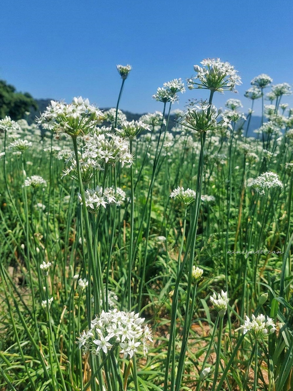 【2025大溪韭菜花節】最浪漫的九月雪花海盛放，景點、交通、周邊吃喝玩樂全收錄