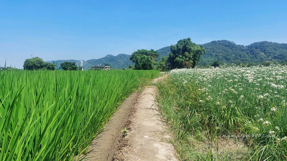 【2025大溪韭菜花節】最浪漫的九月雪花海盛放，景點、交通、周邊吃喝玩樂全收錄