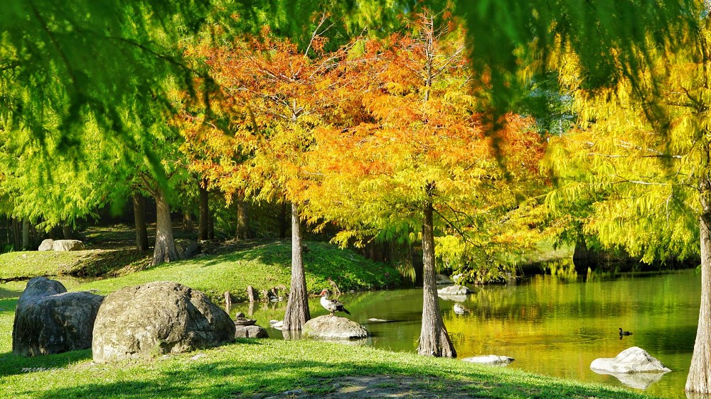 【花蓮景點】松湖驛站｜台九線秘境！烤雞餐廳後院竟然隱藏絕美落羽松水漾森林