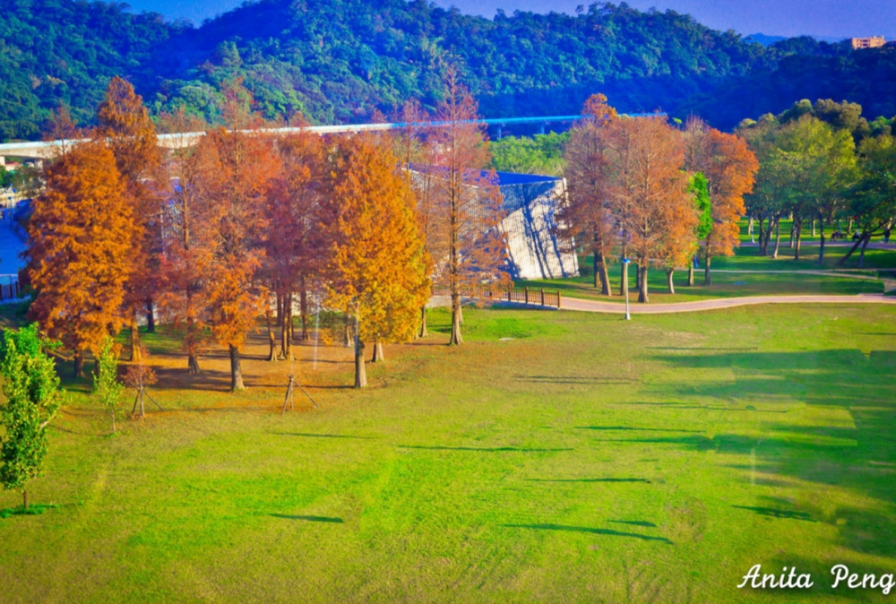 北台灣必收10大落羽松熱門打卡景點，冬季限定美景最是迷人