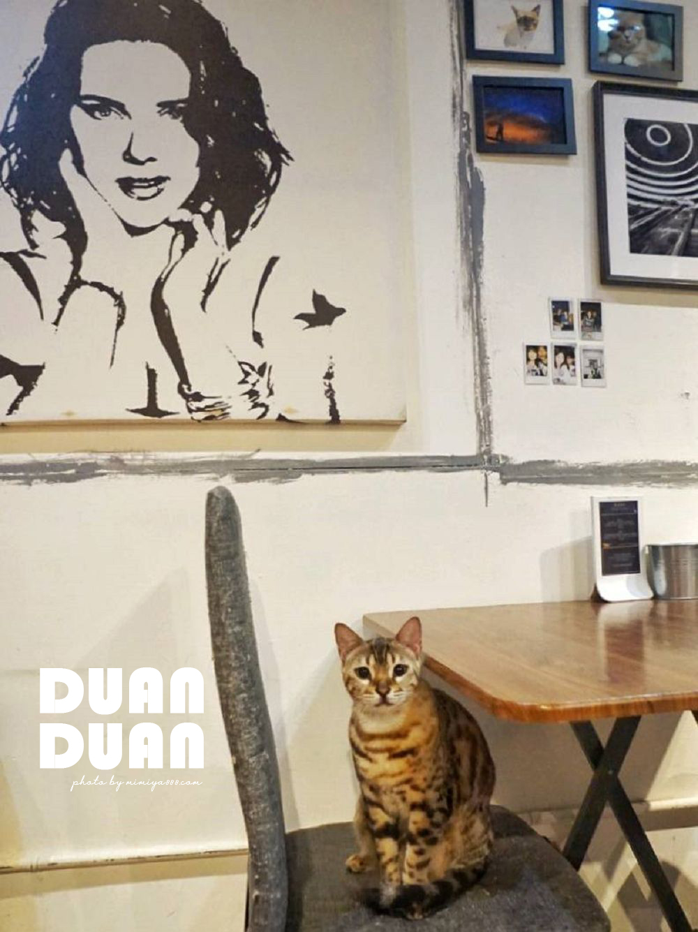 貓咖啡廳 板橋