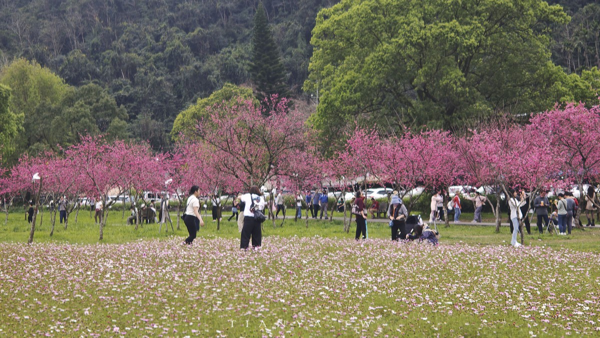 【崙埤櫻花公園】河濱公園八重櫻滿開隨意拍，搭配滿園波斯菊花海美不勝收