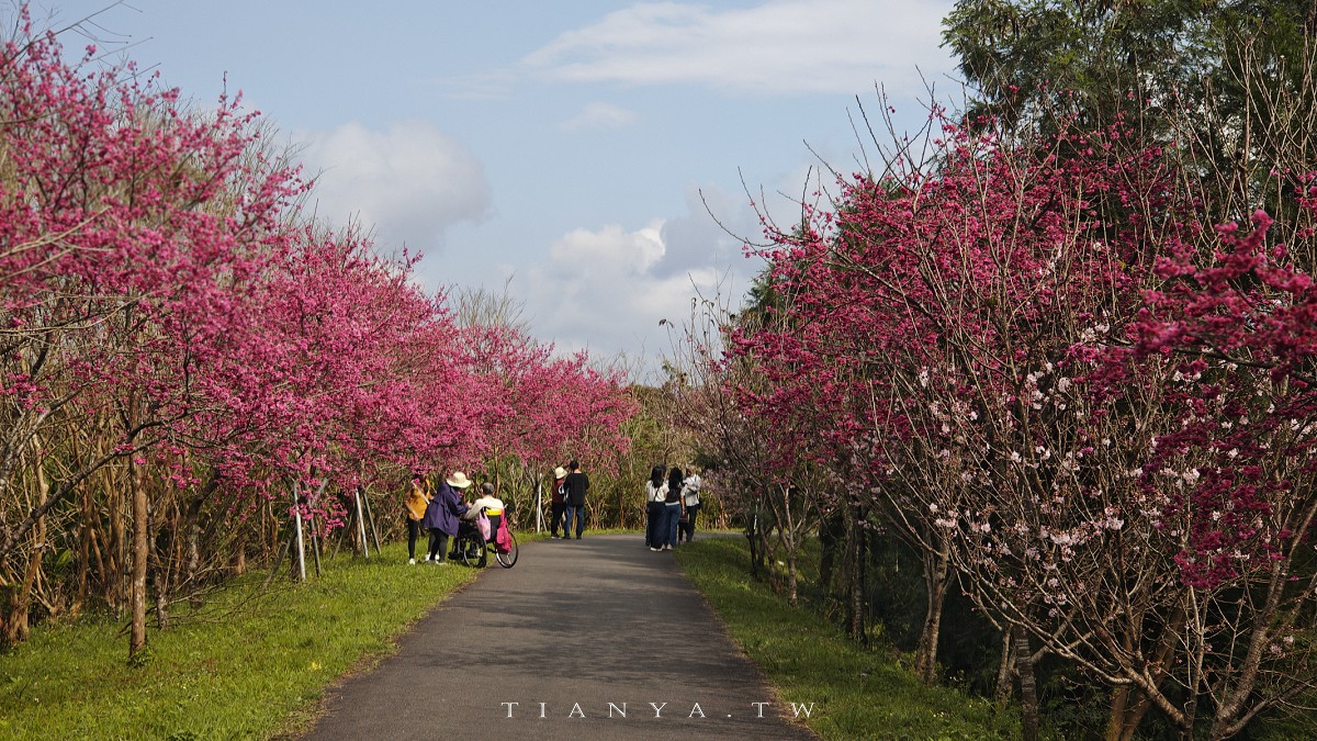 【崙埤櫻花公園】河濱公園八重櫻滿開隨意拍，搭配滿園波斯菊花海美不勝收
