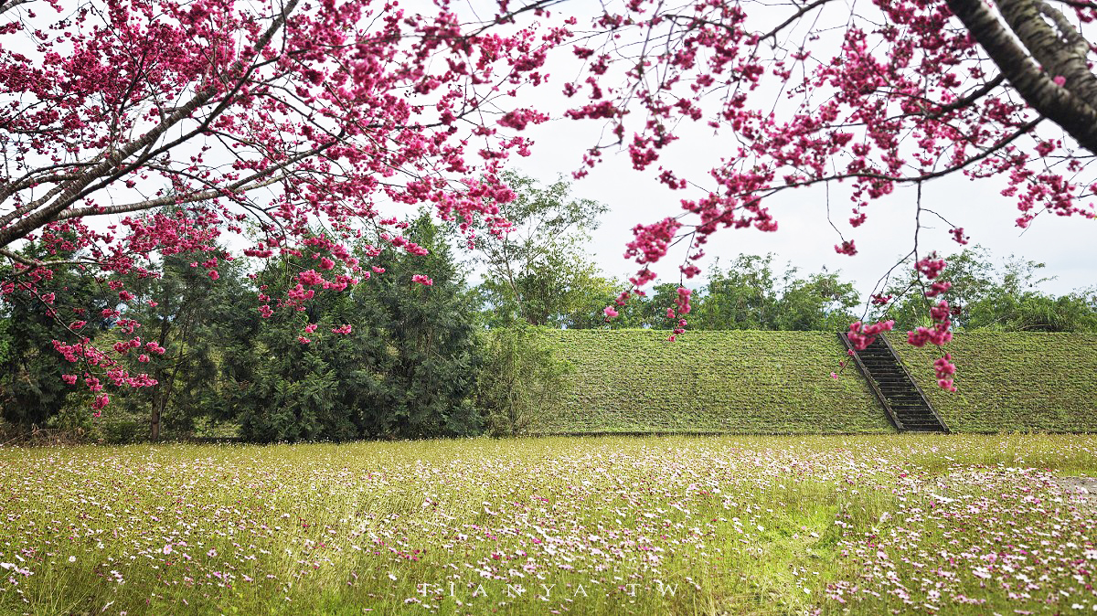 【崙埤櫻花公園】河濱公園八重櫻滿開隨意拍，搭配滿園波斯菊花海美不勝收