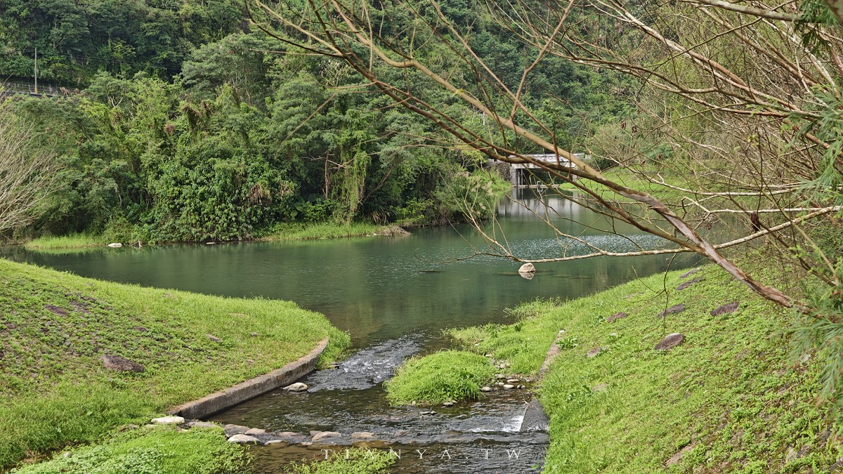 【崙埤櫻花公園】河濱公園八重櫻滿開隨意拍，搭配滿園波斯菊花海美不勝收