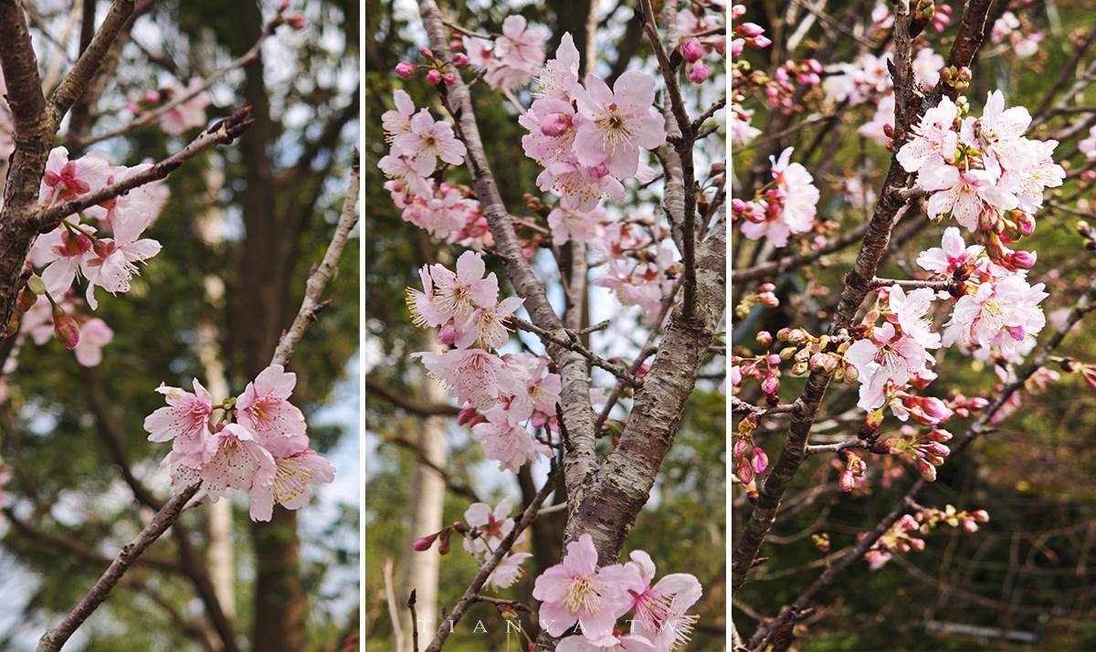 【崙埤櫻花公園】河濱公園八重櫻滿開隨意拍，搭配滿園波斯菊花海美不勝收
