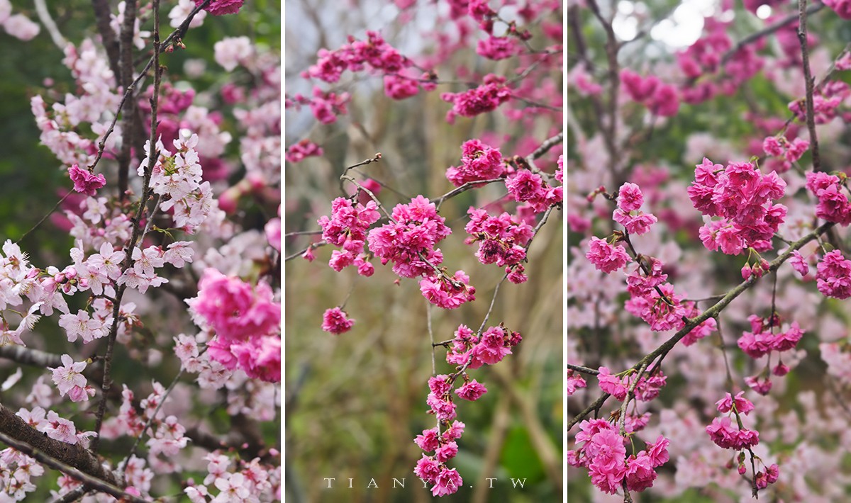 【崙埤櫻花公園】河濱公園八重櫻滿開隨意拍，搭配滿園波斯菊花海美不勝收