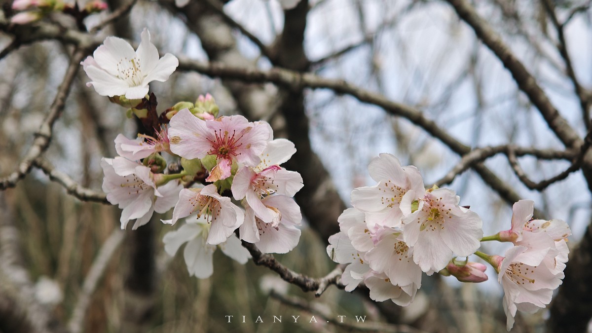 【崙埤櫻花公園】河濱公園八重櫻滿開隨意拍，搭配滿園波斯菊花海美不勝收