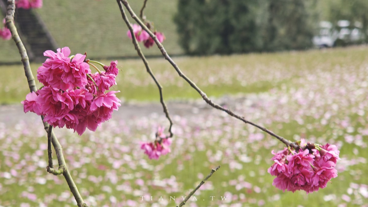 【崙埤櫻花公園】河濱公園八重櫻滿開隨意拍，搭配滿園波斯菊花海美不勝收