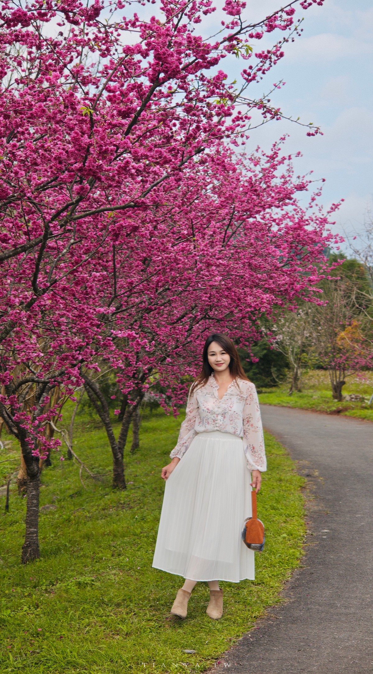 【崙埤櫻花公園】河濱公園八重櫻滿開隨意拍，搭配滿園波斯菊花海美不勝收