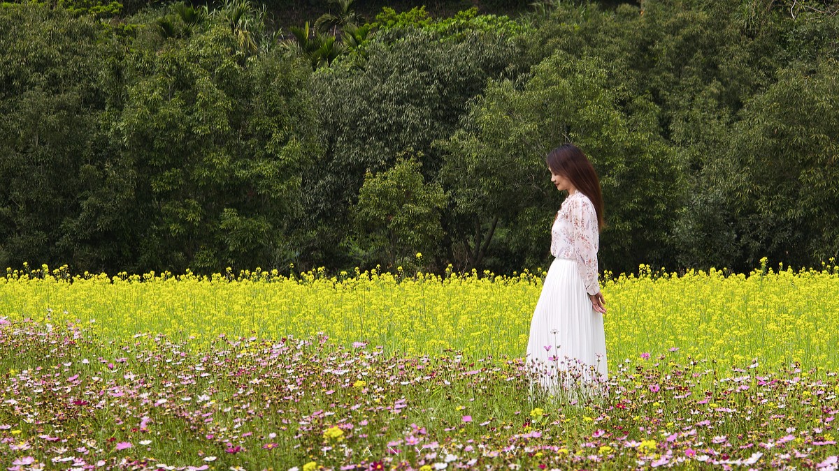 【崙埤櫻花公園】河濱公園八重櫻滿開隨意拍，搭配滿園波斯菊花海美不勝收
