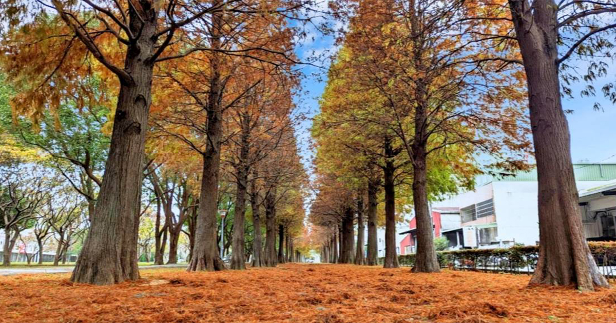 延伸閱讀：【桃園景點】玉山公園｜社區公園內竟然隱藏媲美冬季戀歌場景的唯美落羽松林蔭大道