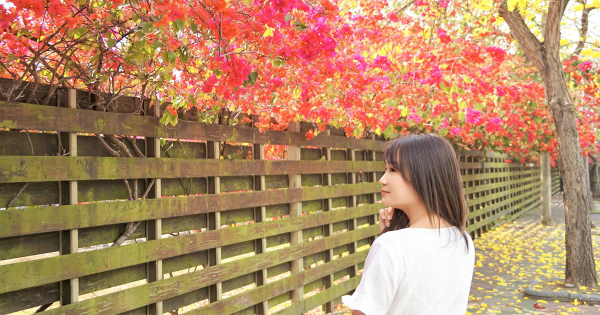 延伸閱讀：【台中景點】石岡賞花秘境｜春天最美的街頭景致，黃花風鈴木與九重葛花棚同步綻放