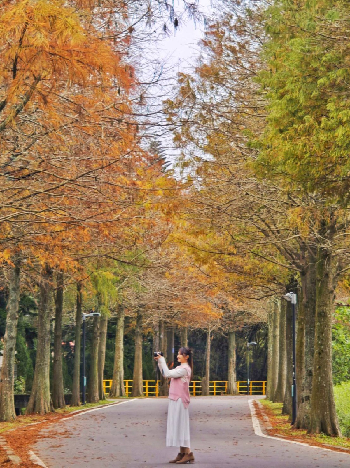 【大溪落羽松大道】綿延一公里的夢幻林蔭大道，美到以落羽松為路名