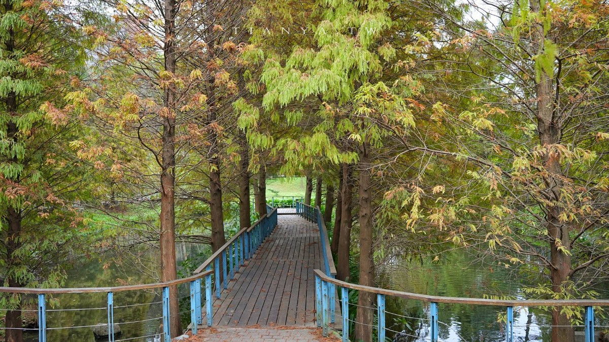 【長庚養生文化村】超輕鬆的景觀休閒步道，必拍櫻花木棧道、絕美落羽松秘境