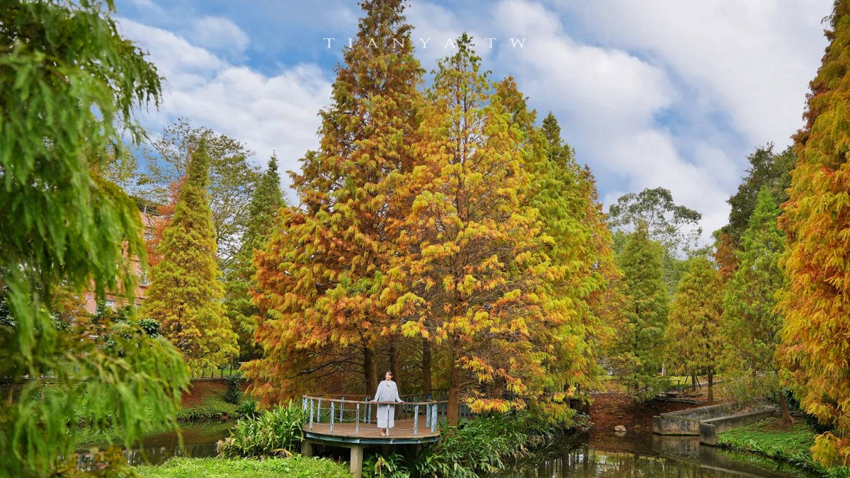 【長庚養生文化村】超輕鬆的景觀休閒步道，必拍櫻花木棧道、絕美落羽松秘境