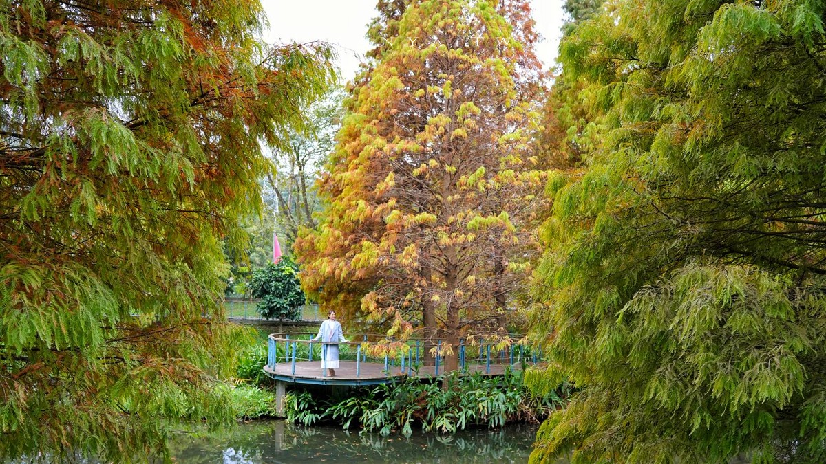 【長庚養生文化村】超輕鬆的景觀休閒步道，必拍櫻花木棧道、絕美落羽松秘境