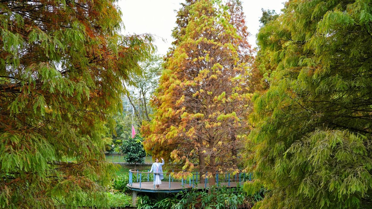 【長庚養生文化村】超輕鬆的景觀休閒步道，必拍櫻花木棧道、絕美落羽松秘境