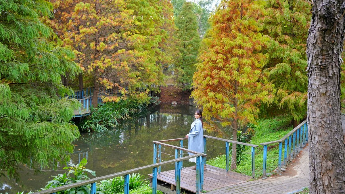 【長庚養生文化村】超輕鬆的景觀休閒步道，必拍櫻花木棧道、絕美落羽松秘境