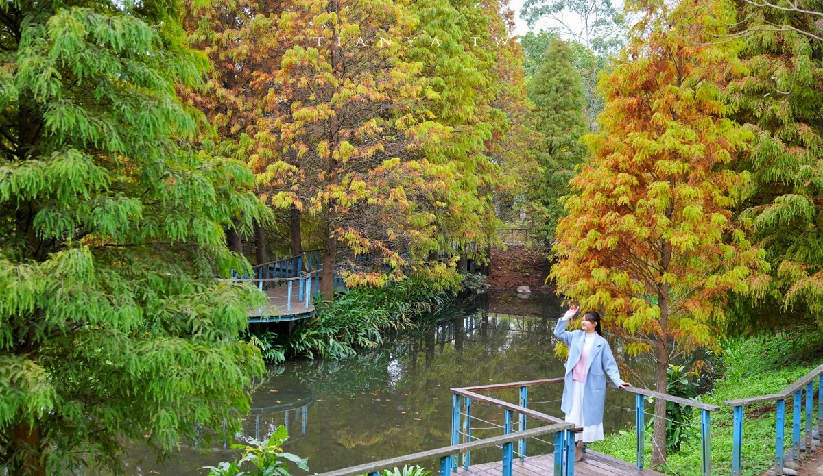 【長庚養生文化村】超輕鬆的景觀休閒步道，必拍櫻花木棧道、絕美落羽松秘境
