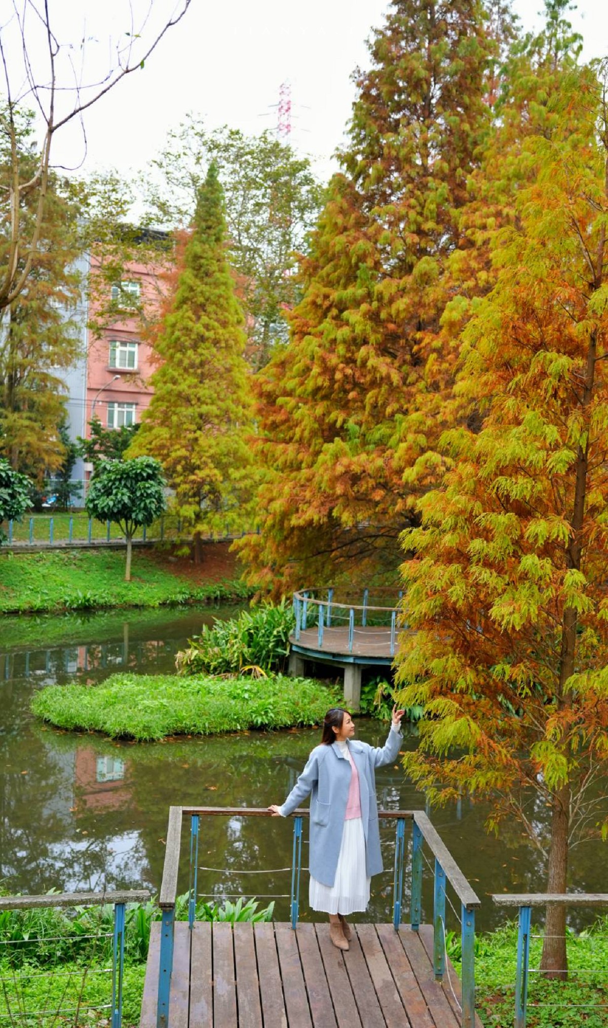 【長庚養生文化村】超輕鬆的景觀休閒步道，必拍櫻花木棧道、絕美落羽松秘境