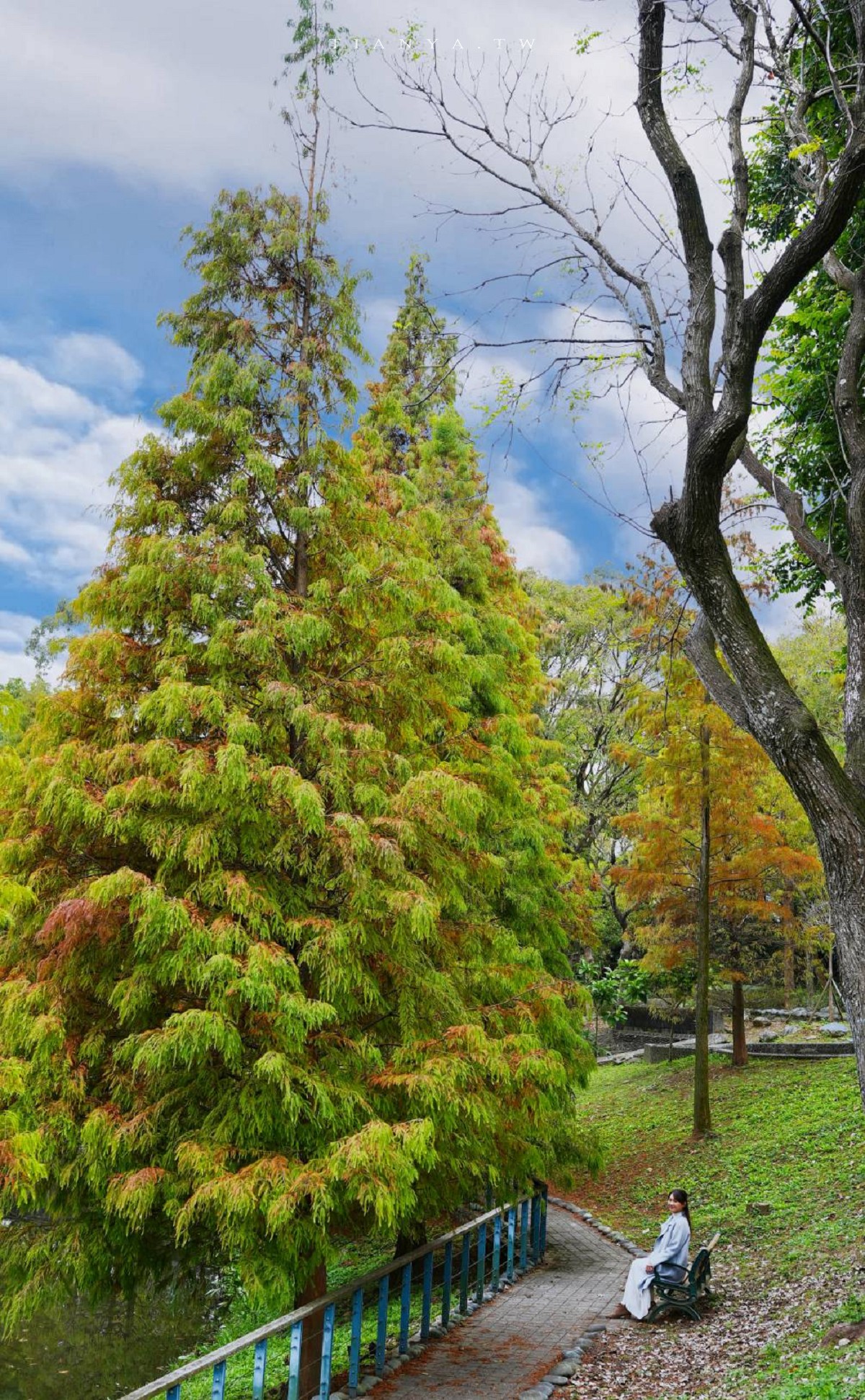 【長庚養生文化村】超輕鬆的景觀休閒步道，必拍櫻花木棧道、絕美落羽松秘境