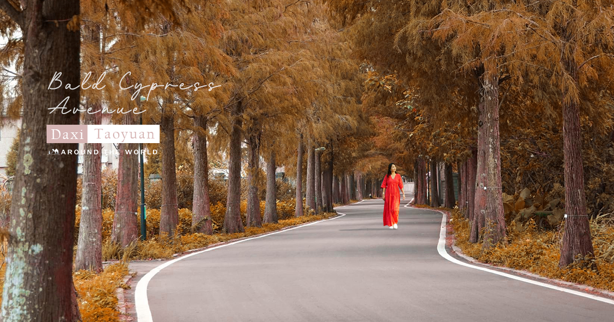 【桃園景點】大溪落羽松大道｜綿延一公里的夢幻林蔭大道，美到以落羽松為路名 @下一站，天涯