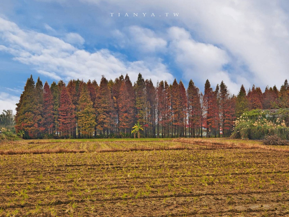 【大溪南興落羽松】3000棵壯觀森林隨你拍，就算凋零仍有空靈之美
