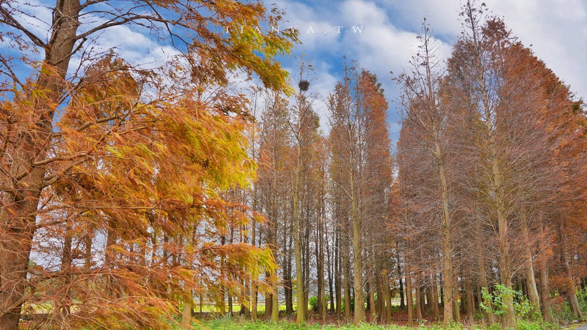 【大溪南興落羽松】3000棵壯觀森林隨你拍，就算凋零仍有空靈之美