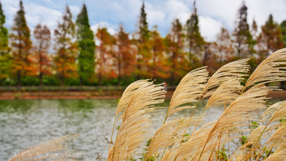 【霄裡大池落羽松林】連排落羽松與百年大埤塘相輝映，走一圈環池步道賞景只要15分鐘