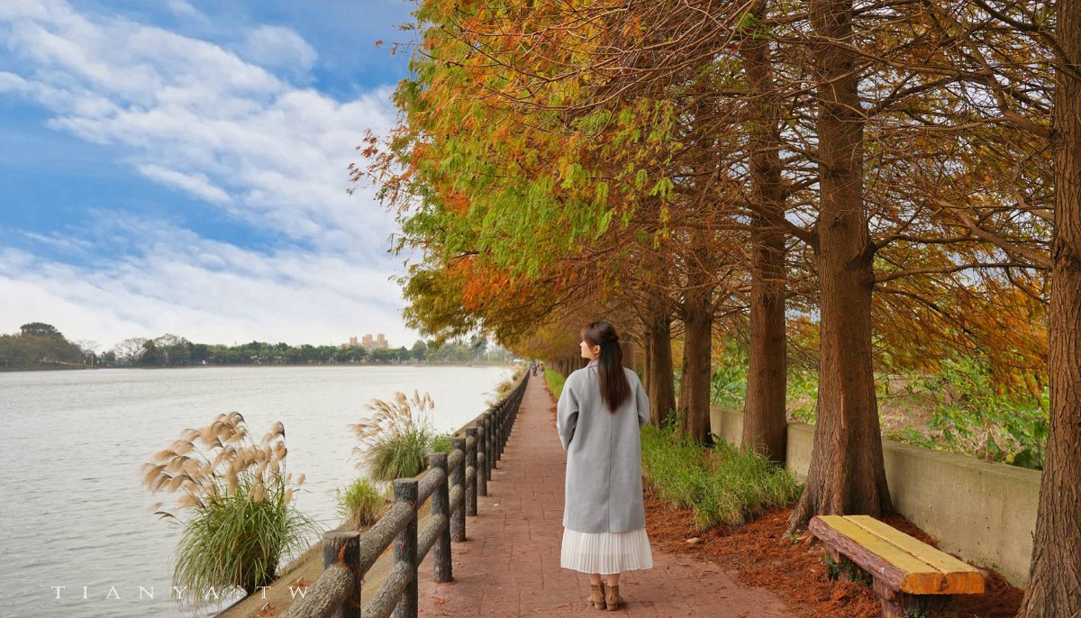 【霄裡大池落羽松林】連排落羽松與百年大埤塘相輝映，走一圈環池步道賞景只要15分鐘
