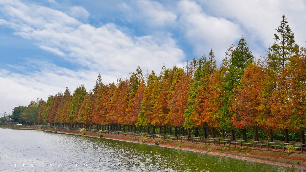【霄裡大池落羽松林】連排落羽松與百年大埤塘相輝映，走一圈環池步道賞景只要15分鐘