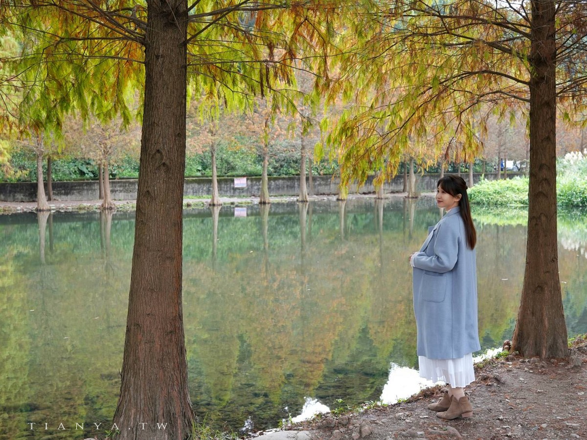 【月眉人工濕地生態公園】沿著濕地水塘遍植350棵落羽松,藍天之下的水中倒影猶如印象派美畫 【月眉人工濕地生態公園】沿著濕地水塘遍植350棵落羽松,藍天之下的水中倒影猶如印象派美畫