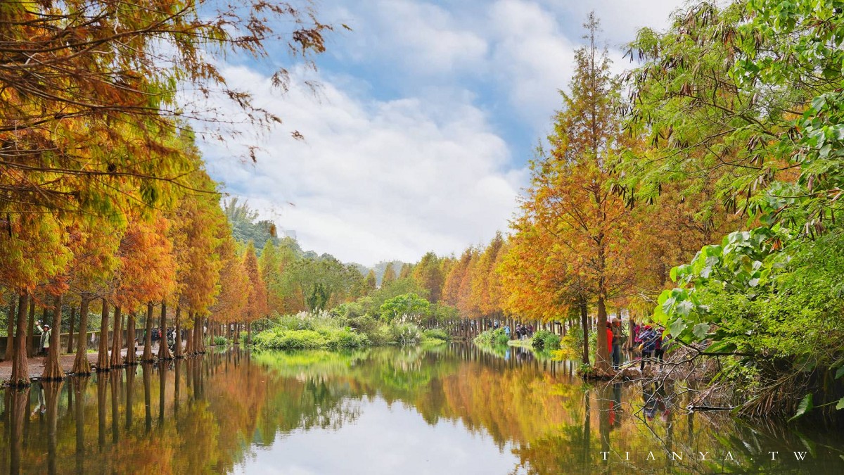 【月眉人工濕地生態公園】沿著濕地水塘遍植350棵落羽松,藍天之下的水中倒影猶如印象派美畫 【月眉人工濕地生態公園】沿著濕地水塘遍植350棵落羽松,藍天之下的水中倒影猶如印象派美畫