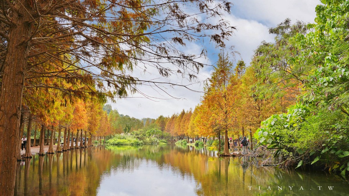 【月眉人工濕地生態公園】沿著濕地水塘遍植350棵落羽松,藍天之下的水中倒影猶如印象派美畫 【月眉人工濕地生態公園】沿著濕地水塘遍植350棵落羽松,藍天之下的水中倒影猶如印象派美畫