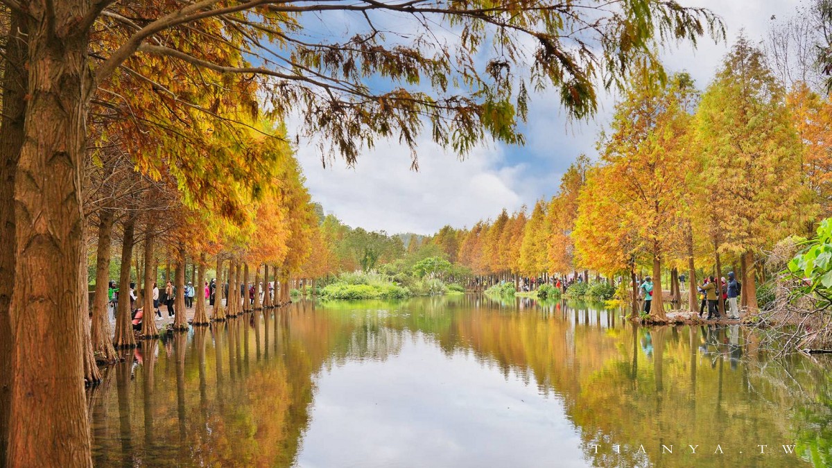 【月眉人工濕地生態公園】沿著濕地水塘遍植350棵落羽松，藍天之下的水中倒影猶如印象派美畫