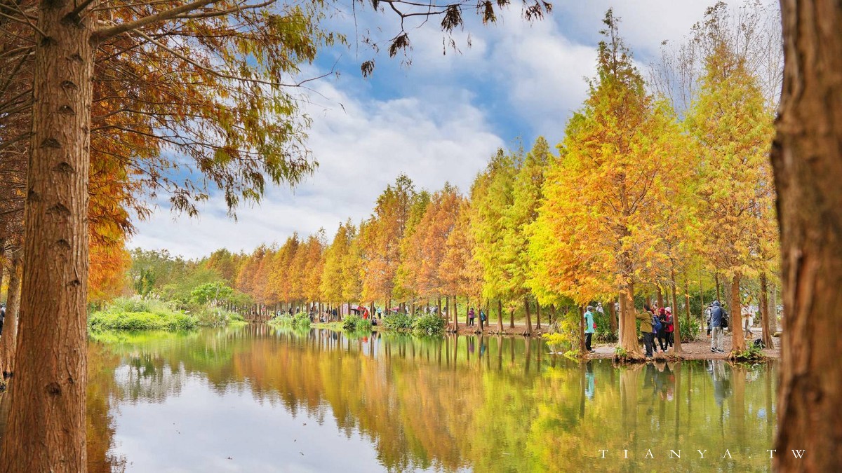 【月眉人工濕地生態公園】沿著濕地水塘遍植350棵落羽松,藍天之下的水中倒影猶如印象派美畫 【月眉人工濕地生態公園】沿著濕地水塘遍植350棵落羽松,藍天之下的水中倒影猶如印象派美畫