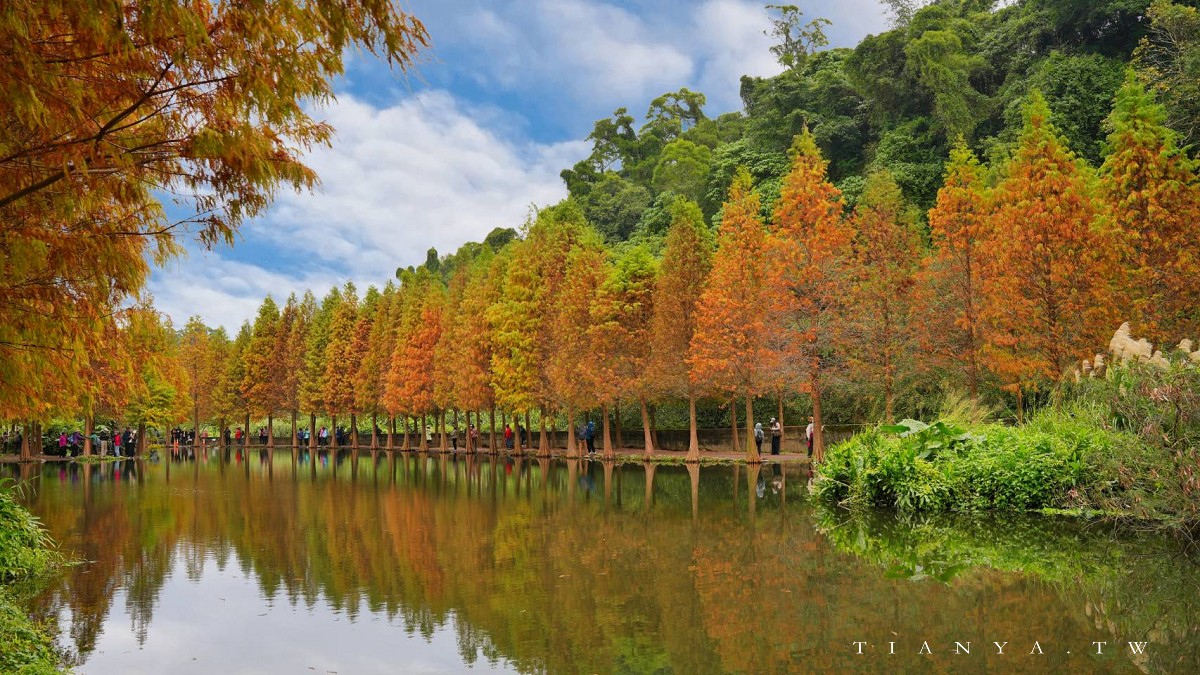 【月眉人工濕地生態公園】沿著濕地水塘遍植350棵落羽松,藍天之下的水中倒影猶如印象派美畫 【月眉人工濕地生態公園】沿著濕地水塘遍植350棵落羽松,藍天之下的水中倒影猶如印象派美畫