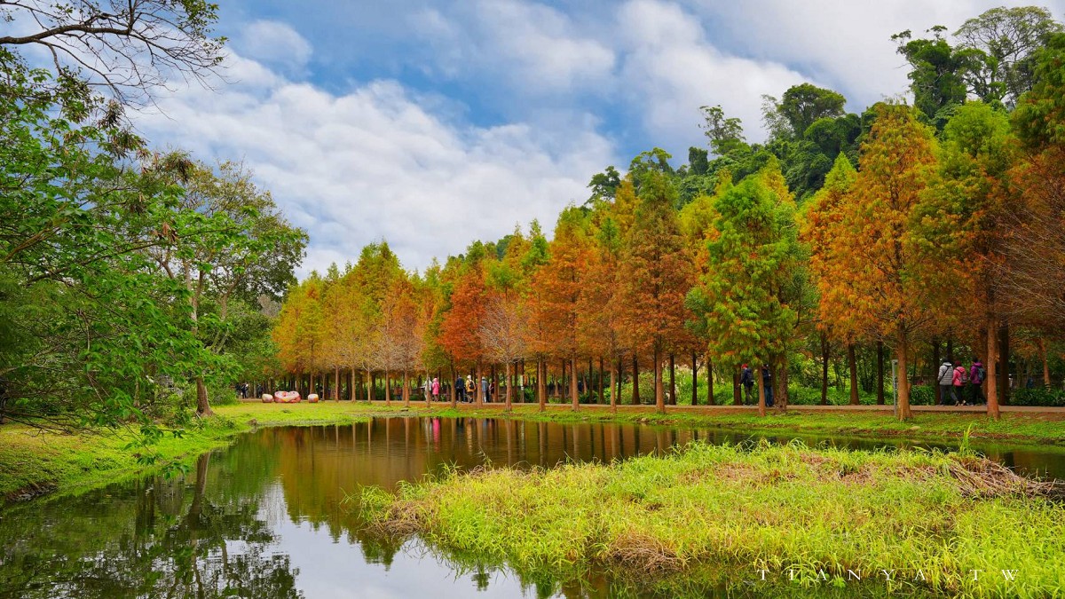 【月眉人工濕地生態公園】沿著濕地水塘遍植350棵落羽松，藍天之下的水中倒影猶如印象派美畫