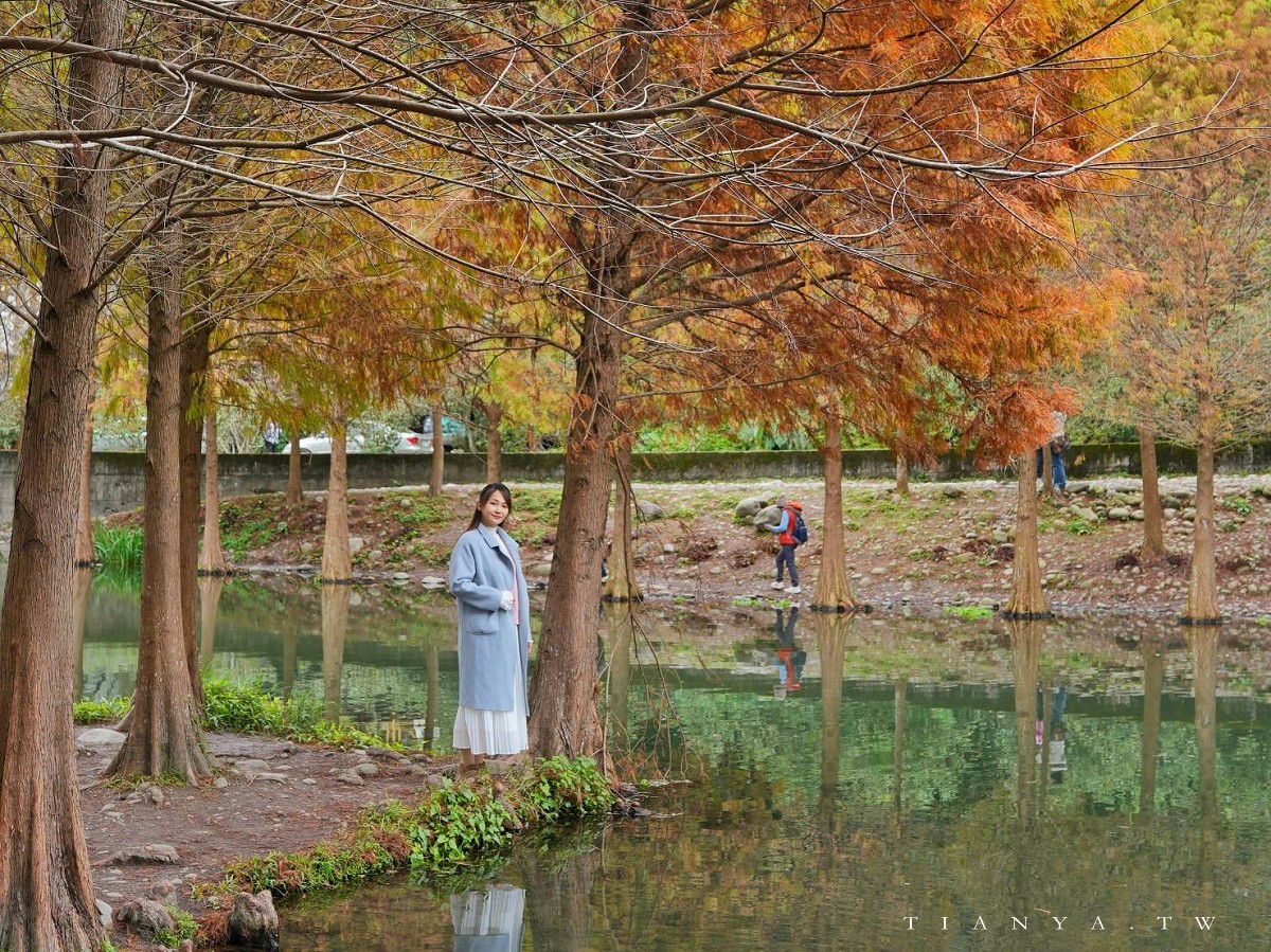 【月眉人工濕地生態公園】沿著濕地水塘遍植350棵落羽松,藍天之下的水中倒影猶如印象派美畫 【月眉人工濕地生態公園】沿著濕地水塘遍植350棵落羽松,藍天之下的水中倒影猶如印象派美畫