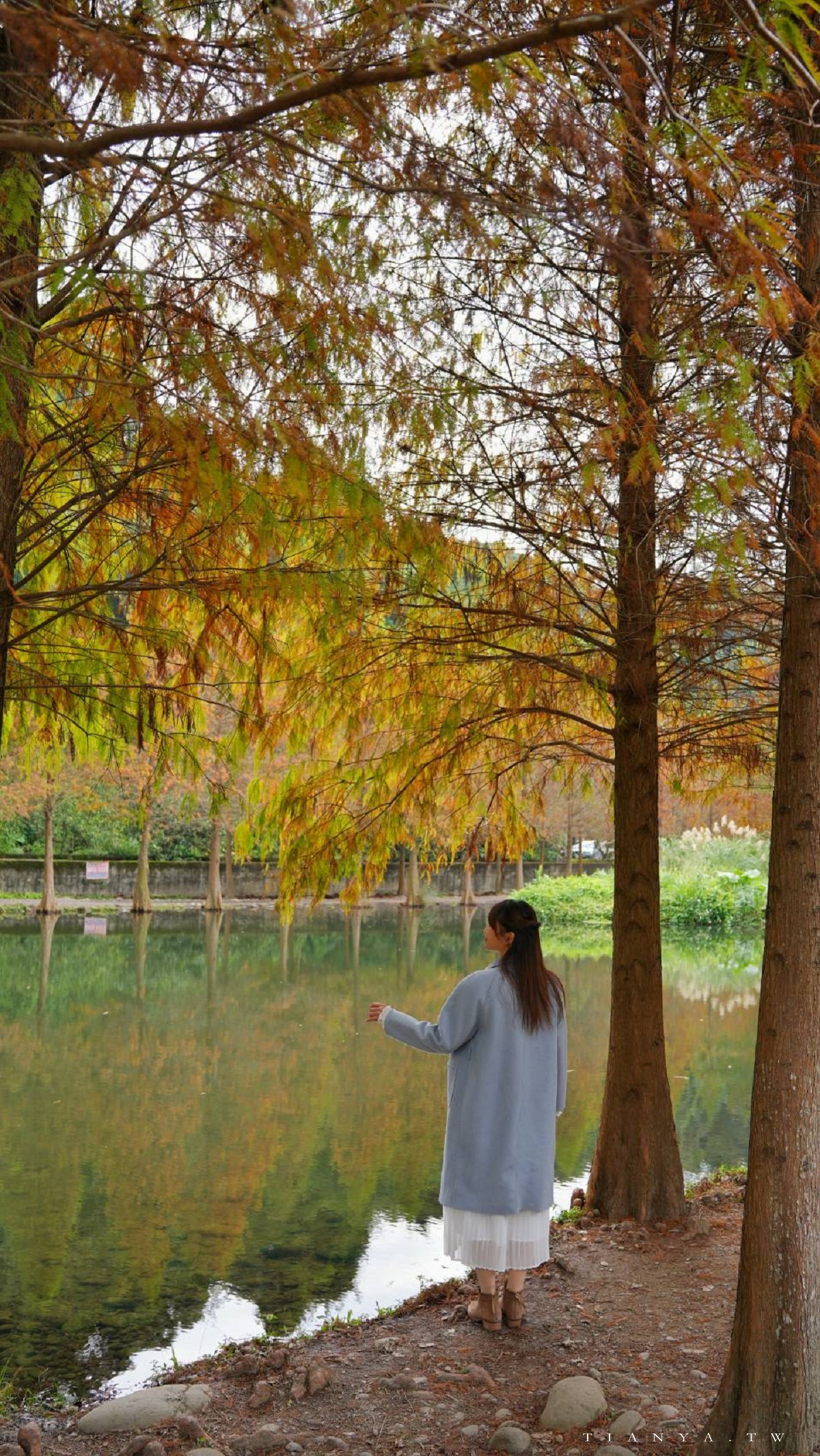 【月眉人工濕地生態公園】沿著濕地水塘遍植350棵落羽松,藍天之下的水中倒影猶如印象派美畫 【月眉人工濕地生態公園】沿著濕地水塘遍植350棵落羽松,藍天之下的水中倒影猶如印象派美畫